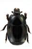 Eurosomides minor